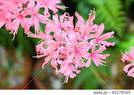 ネリネの花の写真素材