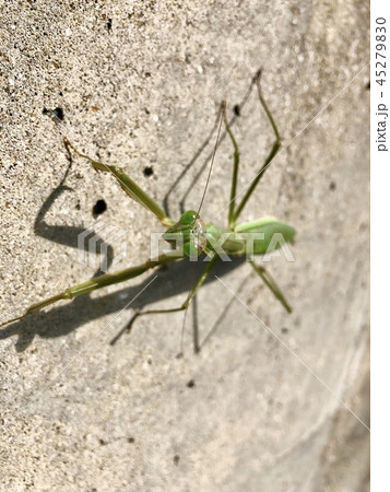 秋のカマキリ 45279830