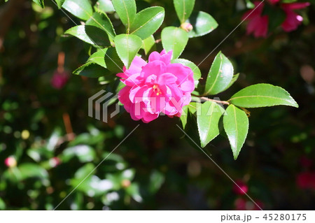 サザンカの花 45280175