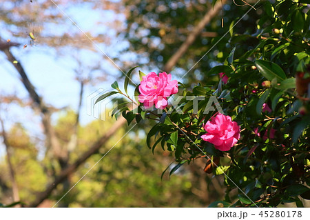 サザンカの花 サザンカの花 45280178