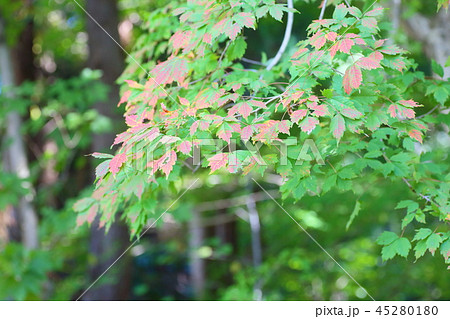 ミツデカエデ紅葉 ミツデカエデ紅葉 45280180