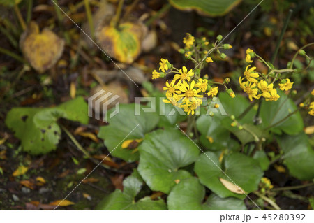 ツワブキの花 45280392