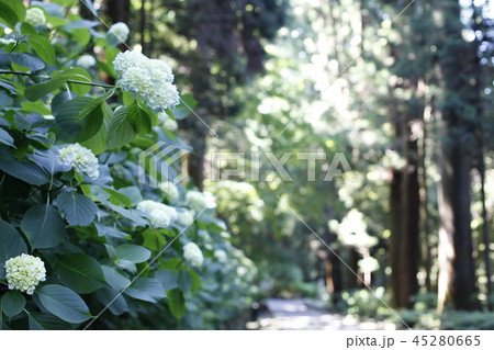 参道に咲く紫陽花 45280665