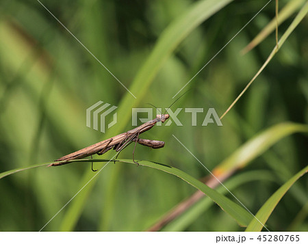 コカマキリ コカマキリ 45280765