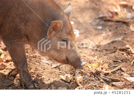 Wild boar with the sunlight. Wild boar with the sunlight. 45281251