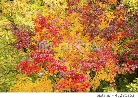 中津川渓谷の紅葉 45281252
