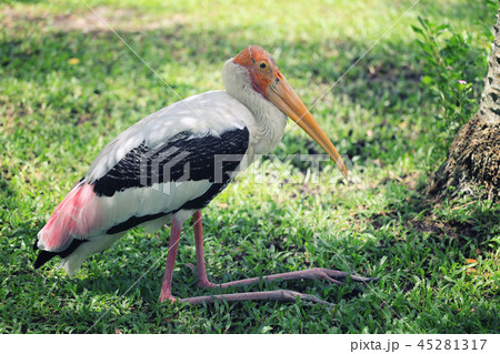 Painted Stork of tropical bird. 45281317