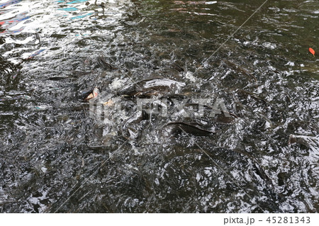 Masses of Catfish in the pond. 45281343