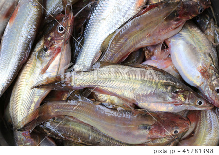 Fresh Twospot catfish background. Fresh Twospot catfish background. 45281398