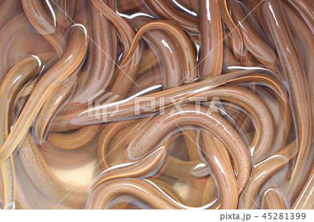 Fresh Synbranchidae fish or eel fish background. 45281399