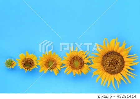 Sunflowers are blooming on light blue paper. 45281414