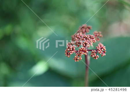 laurustinus flower of angelica not yet bloom in the rainforest. 45281496
