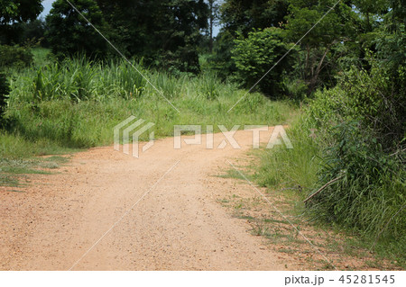 Rural Road to the forest with trees. Rural Road to the forest with trees. 45281545
