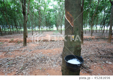 Latex in the black cup of rubber tree plantation. Latex in the black cup of rubber tree plantation. 45281656