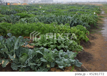 11月の貸農園の様子雨天 11月の貸農園の様子雨天 45281772