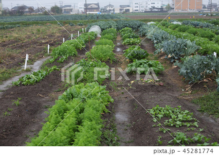 １１月の貸農園の様子雨天 45281774