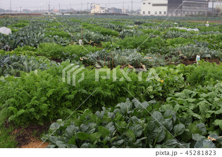 １１月の貸農園もみ殻 45281823