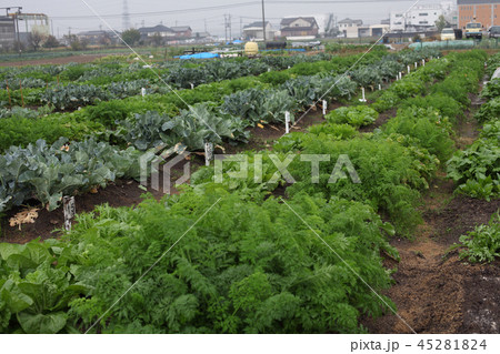11月の貸農園もみ殻 11月の貸農園もみ殻 45281824