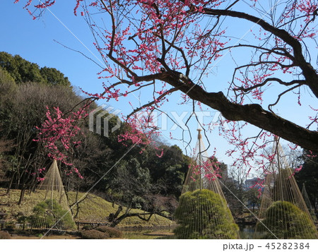 早春の肥後細川庭園 45282384