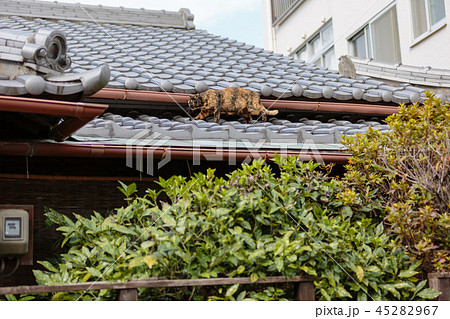 瓦ぶき屋根を足音も立てずに歩く猫 45282967