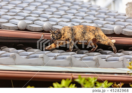 瓦ぶき屋根を歩く猫 瓦ぶき屋根を歩く猫 45282968
