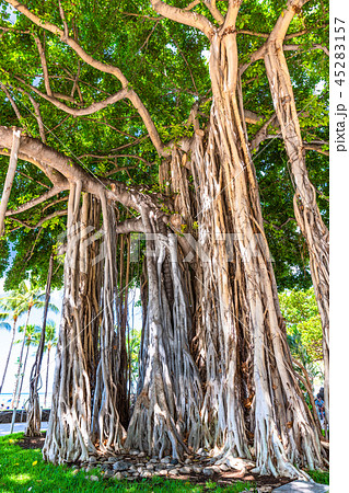 《ハワイ》ワイキキビーチ中央のガジュマル 45283157