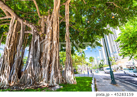 《ハワイ》ワイキキビーチ中央のガジュマル 45283159
