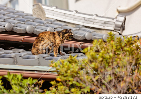 瓦ぶき屋根でお座りする猫 45283173