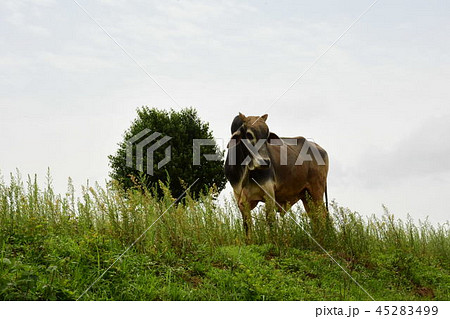 ミャンマー 45283499