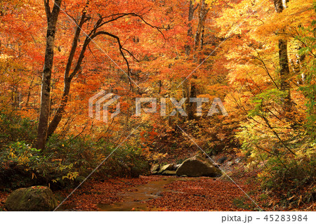 一枚岩の沢とブナ林の紅葉ー恵みの森大滝沢　福島県只見町 45283984