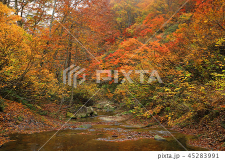 沢沿いのブナ林と潅木の紅葉ー恵みの森大滝沢　福島県只見町 45283991