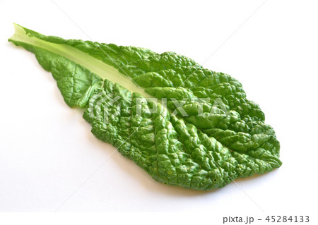 かつお菜 かつお菜 45284133