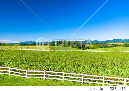 《北海道》美瑛の大地・新栄の丘 45284136
