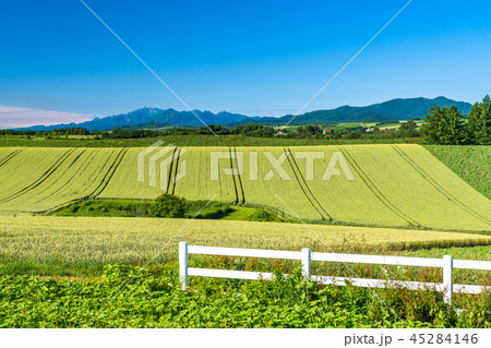 《北海道》美瑛の大地・新栄の丘 45284146