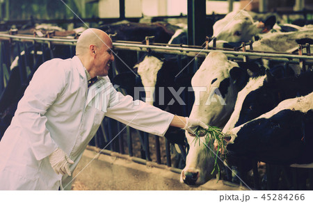 Veterinarian with cows in livestock farm Veterinarian with cows in livestock farm 45284266