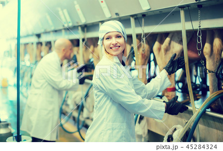 Farm staff with cow milking machines . Farm staff with cow milking machines . 45284324