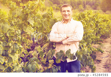 Vintner checking wine grape and leaves in summer day Vintner checking wine grape and leaves in summer day 45284593