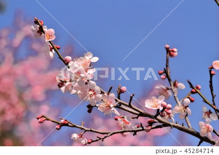 薄桃色の梅の花 45284714