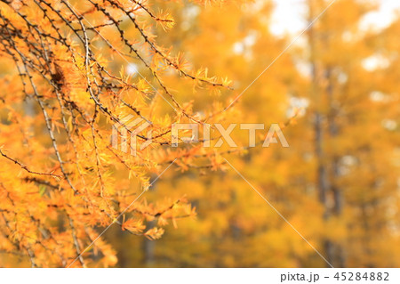 カラマツ黄葉 45284882