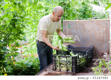 Man harvesting bitter gourd 45287485