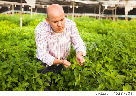 Gardener inspecting white jute plants Gardener inspecting white jute plants 45287503