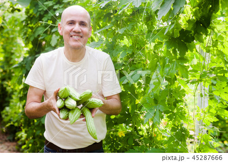 Man harvesting bitter gourd 45287666