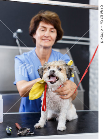 Bichon havanese during towelling in salon Bichon havanese during towelling in salon 45289635