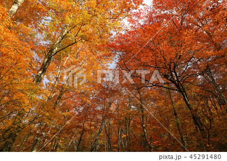 ブナ林の紅葉ー恵みの森大滝沢 福島県只見町 ブナ林の紅葉ー恵みの森大滝沢 福島県只見町 45291480