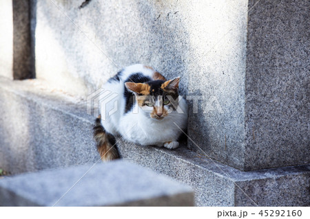 大江神社の猫 45292160