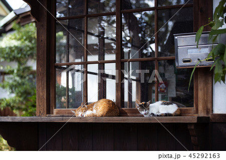 大江神社の猫 大江神社の猫 45292163