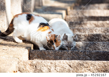 大江神社の猫 45292167