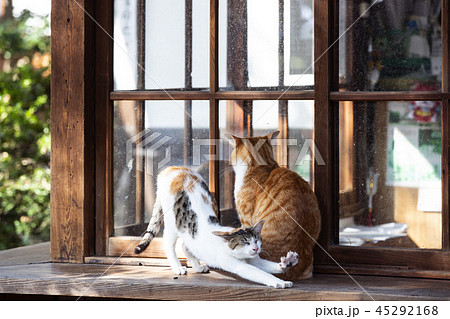 大江神社の猫 大江神社の猫 45292168