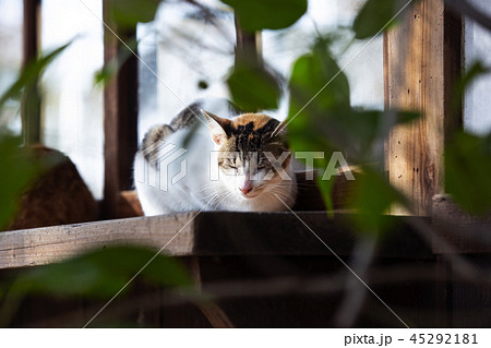 大江神社の猫 大江神社の猫 45292181