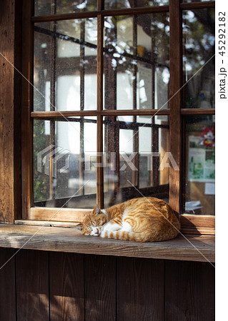 大江神社の猫 大江神社の猫 45292182